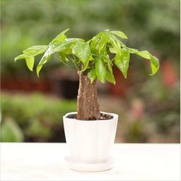 養花能有什么好處