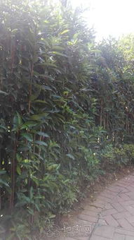 養花除草除蟲(chóng)