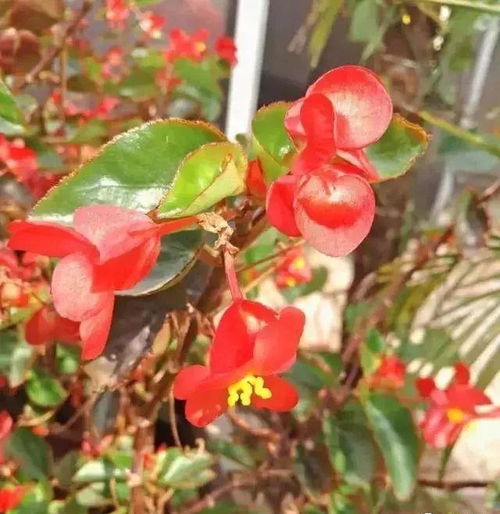 過(guò)期酵母養花