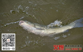 草魚(yú)混養花龜模式