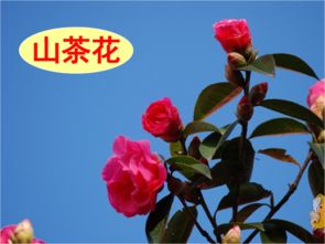 6下語(yǔ)文養花