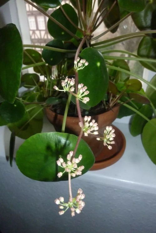 糞桶養花好不好