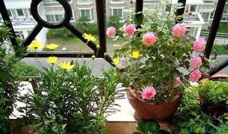 室內養花喜陽(yáng)