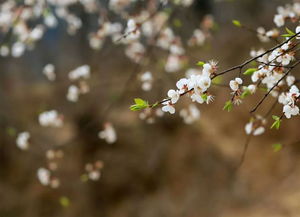 春暖花開(kāi)的季節養花養草