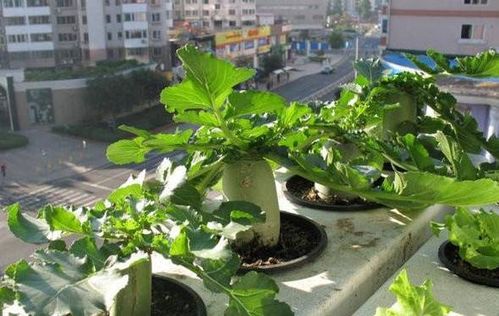 如何自制有機肥養花大全