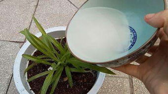 淘米水怎么使用養花