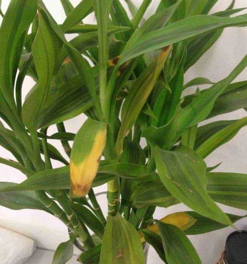 養花的水發(fā)臭怎么回事