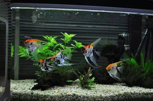 風(fēng)水大師魚(yú)缸養花草好嗎