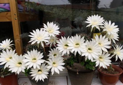 紙灰燼可以養花嗎