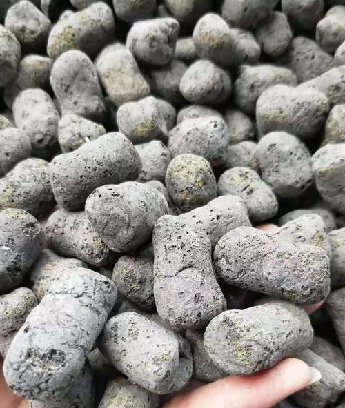 廁所用的陶粒可以養花嗎