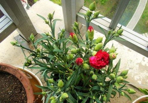 他只是把養花