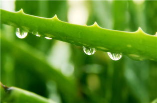 養花空氣中就有菌