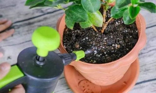 養花鰱水肥嗎