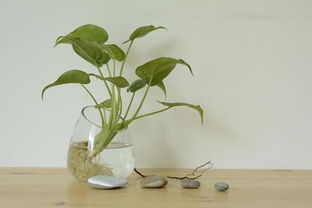 養花的營(yíng)養液的成份