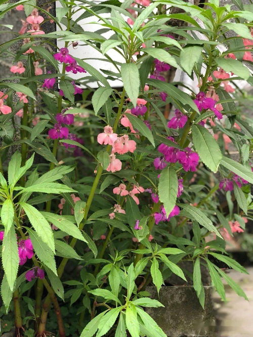 老人喜愛(ài)養花種菜詞句