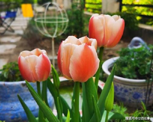 經(jīng)常養花草身上有靈氣嗎