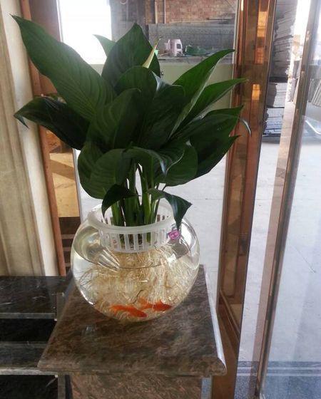 養花的水需要經(jīng)常換嗎
