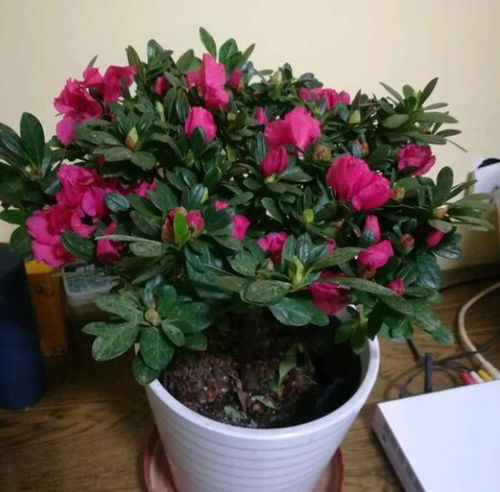 室內照明不好如何解決養花日照