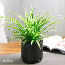 窗臺斜的怎么養花