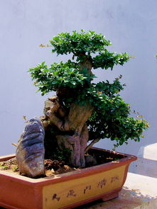 養花盆景樹(shù)哪里可以學(xué)