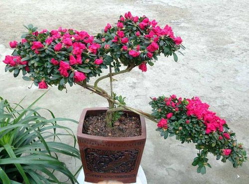 養花土變黃