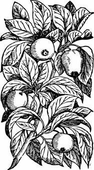 創(chuàng  )新創(chuàng  )業(yè)swot分析案例
