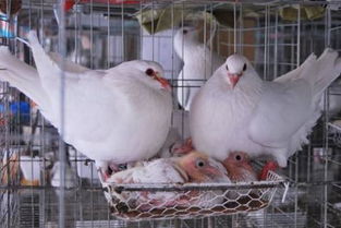 鴿子,創(chuàng  )新,創(chuàng  )業(yè)