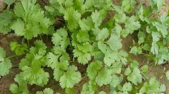 芫荽和香菜的區別香菜為什么叫芫荽