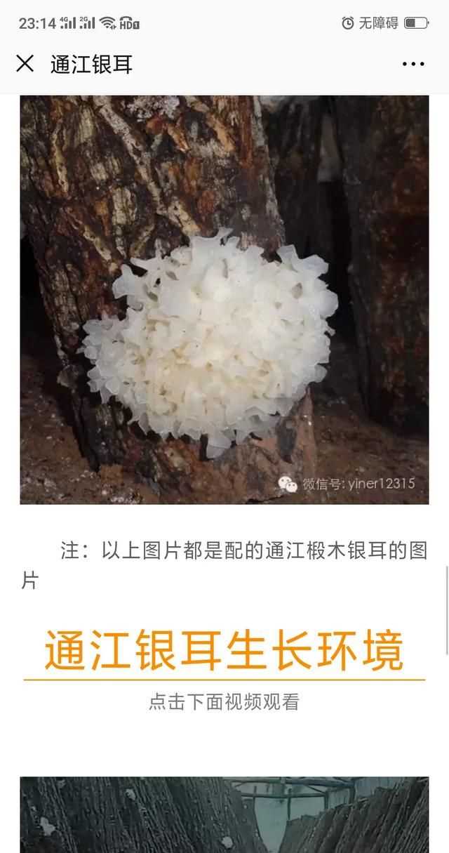 隔夜的白木耳能吃嗎，煮好的白木耳和蓮子放冰箱過(guò)夜能吃嗎？圖8