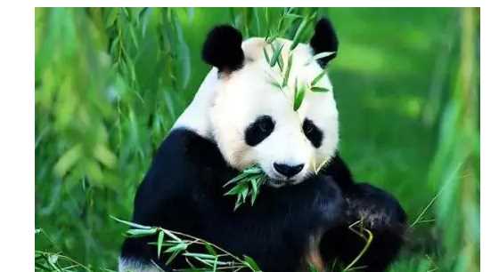 大熊貓吃的竹子叫什么名字,大熊貓愛(ài)吃的竹子是什么品種圖4