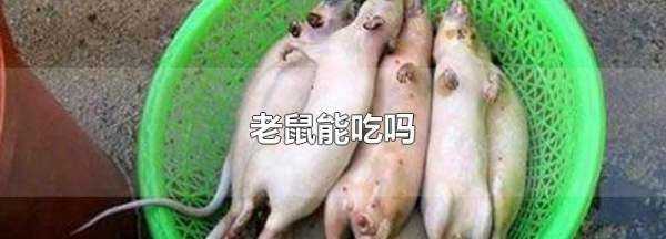 老鼠可以吃不,老鼠能吃嗎圖1