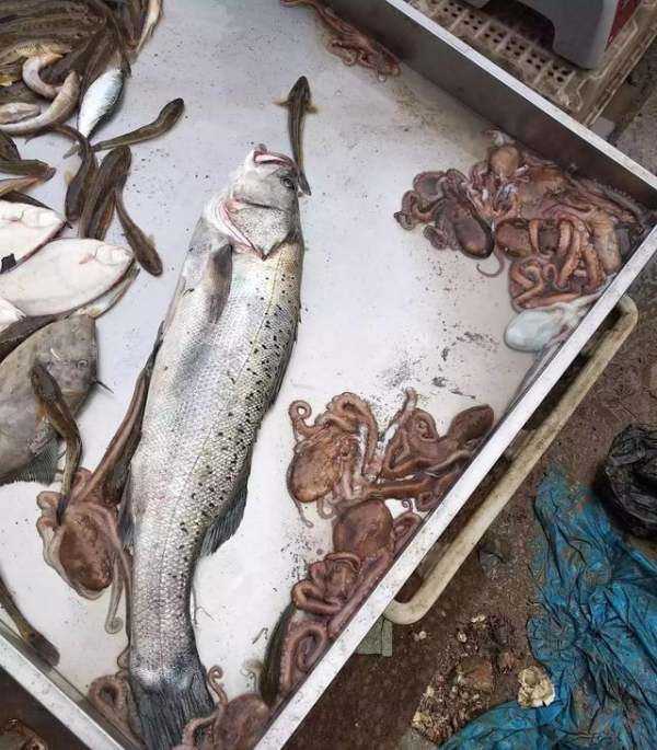 海鮮爆頭是什么東西,海邊有些漁民吃八爪魚(yú)動(dòng)不動(dòng)就是爆頭的圖4
