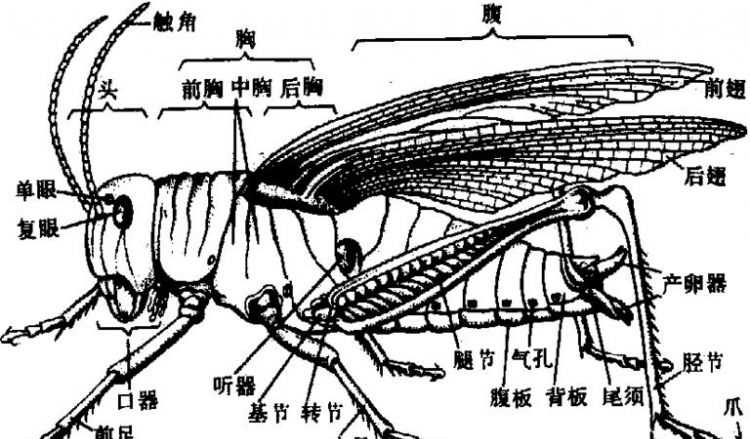 蜻蜓生長(cháng)的三個(gè)過(guò)程