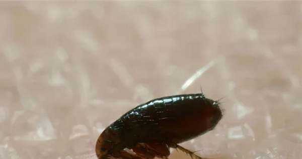 跳蚤藥對人身體有沒(méi)有害,跳蚤粉對人體有害嗎圖2