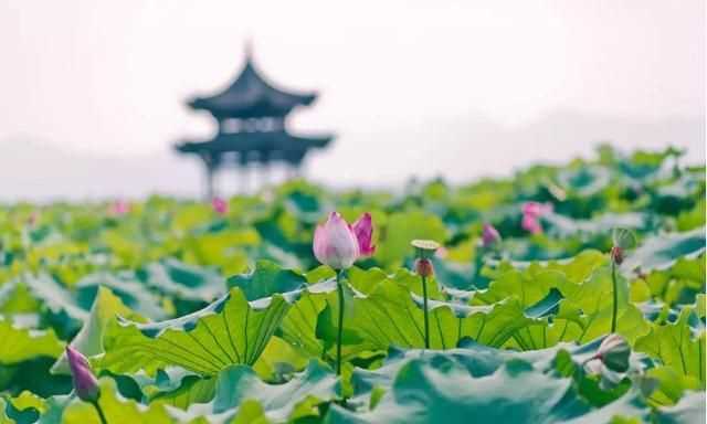 曉出凈慈寺送林子方古詩(shī)的意思，曉出凈慈寺送林子方古詩(shī)最簡(jiǎn)單易懂的意思是什么？圖2