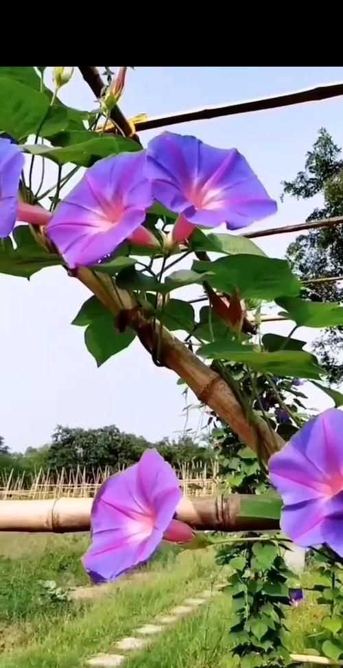 牽牛花的花語(yǔ)有哪些