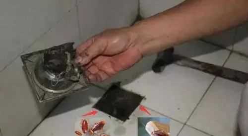 蟑螂沖到下水道會越來越多,蟑螂沖進(jìn)馬桶會繁衍嗎圖3