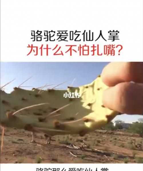 吃仙人掌不覺得扎嘴的是哪種動(dòng)物
