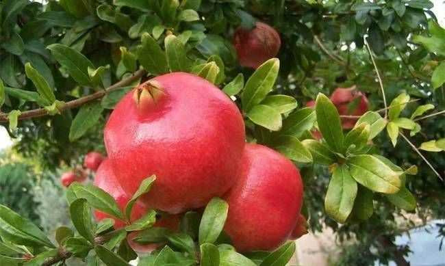 石榴成熟季節(jié)是幾月份