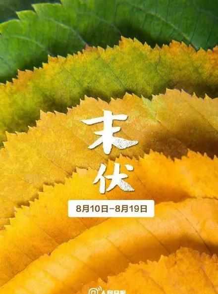 數(shù)伏從什么時候開始算