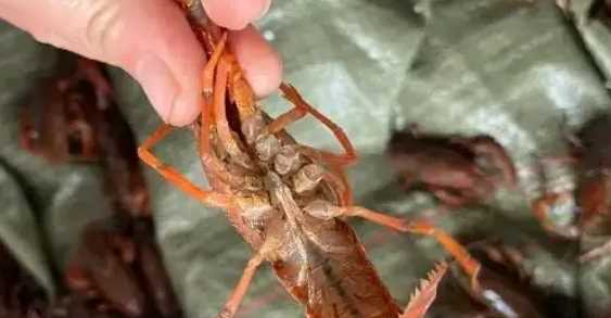 小龍蝦煮出來(lái)肉散了是什么原因,為什么做的小龍蝦肉散了圖6
