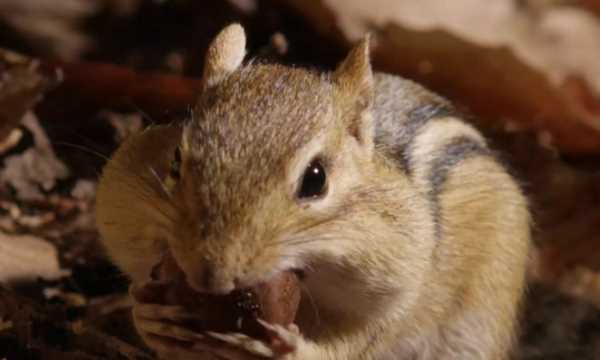 加厚皮毛過冬的動物有哪些,大自然中哪些動物過冬的方式介紹一種圖5