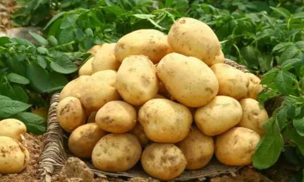 土豆不宜存放在什么地方,土豆不宜存放在日光照射處還是避光處呢圖1