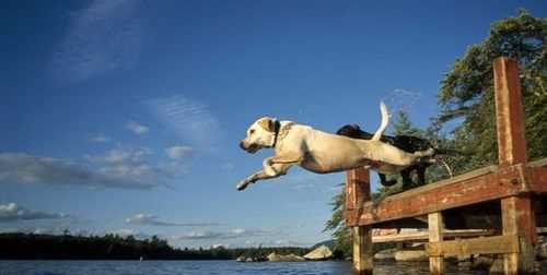 什么軟體動物會跳