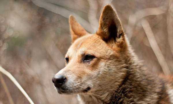 會游泳的動物有哪些,會游泳的動物有哪些?圖15