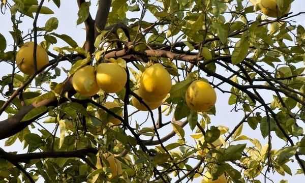 香泡怎么吃