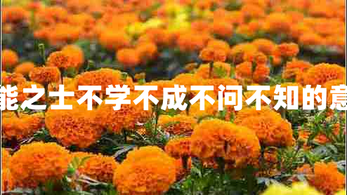 智能之士不學(xué)不成不問(wèn)不知的意思