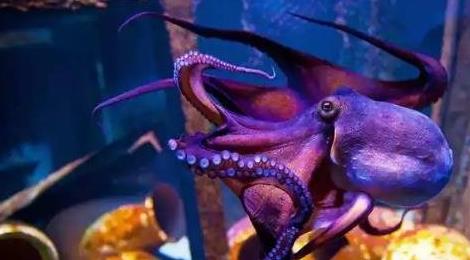 章魚(yú)的血液是什么顏色