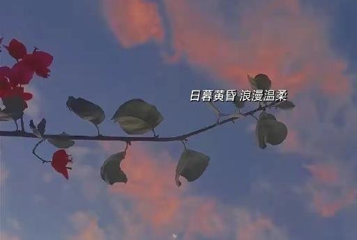 特別含蓄又有深意的情話(huà)
