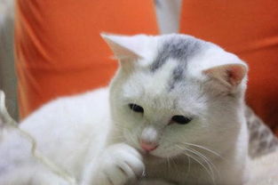 貓典故